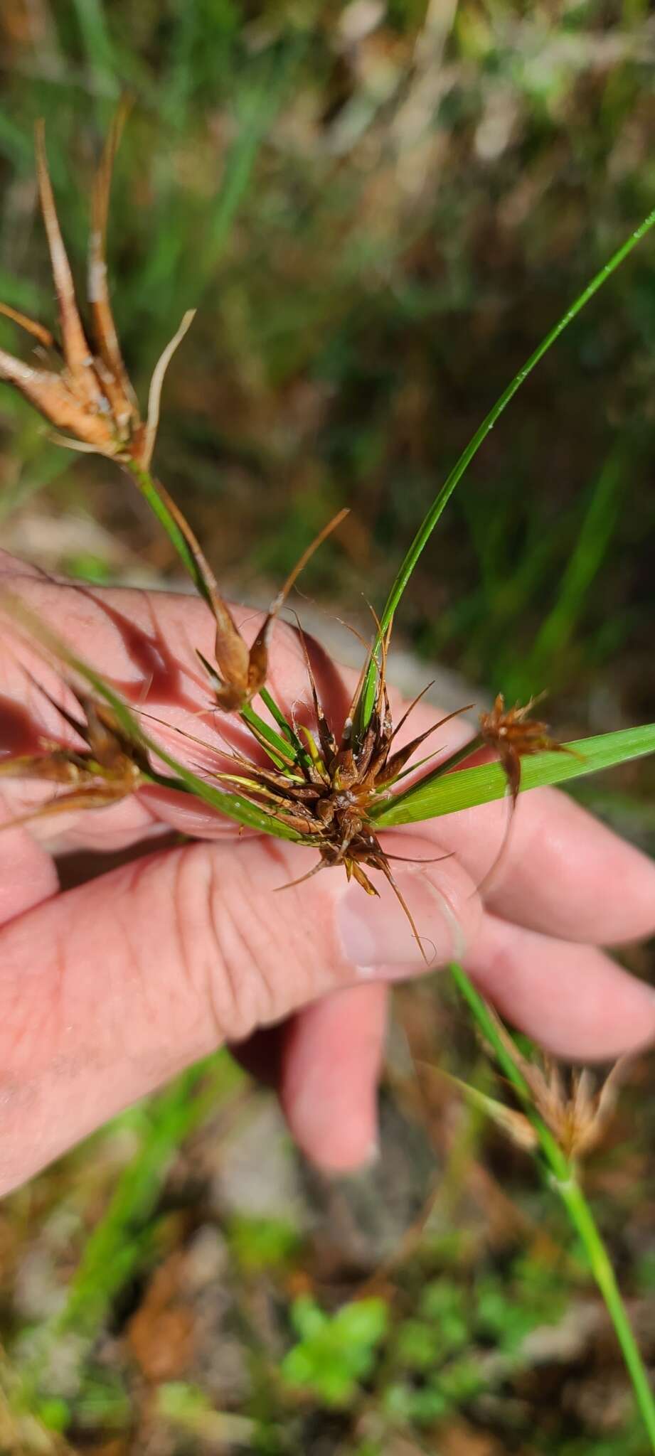 Plancia ëd Rhynchospora macrostachya Torr. ex A. Gray