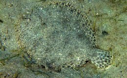 Image of Lined Sole