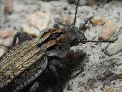 Image of Trachynotus reticulatus (De Geer 1778)