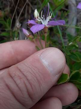 Imagem de <i>Acisanthera alsinaefolia</i>