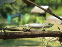 Image of Big-nosed chameleon