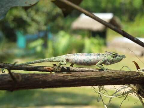 Image of Big-nosed chameleon