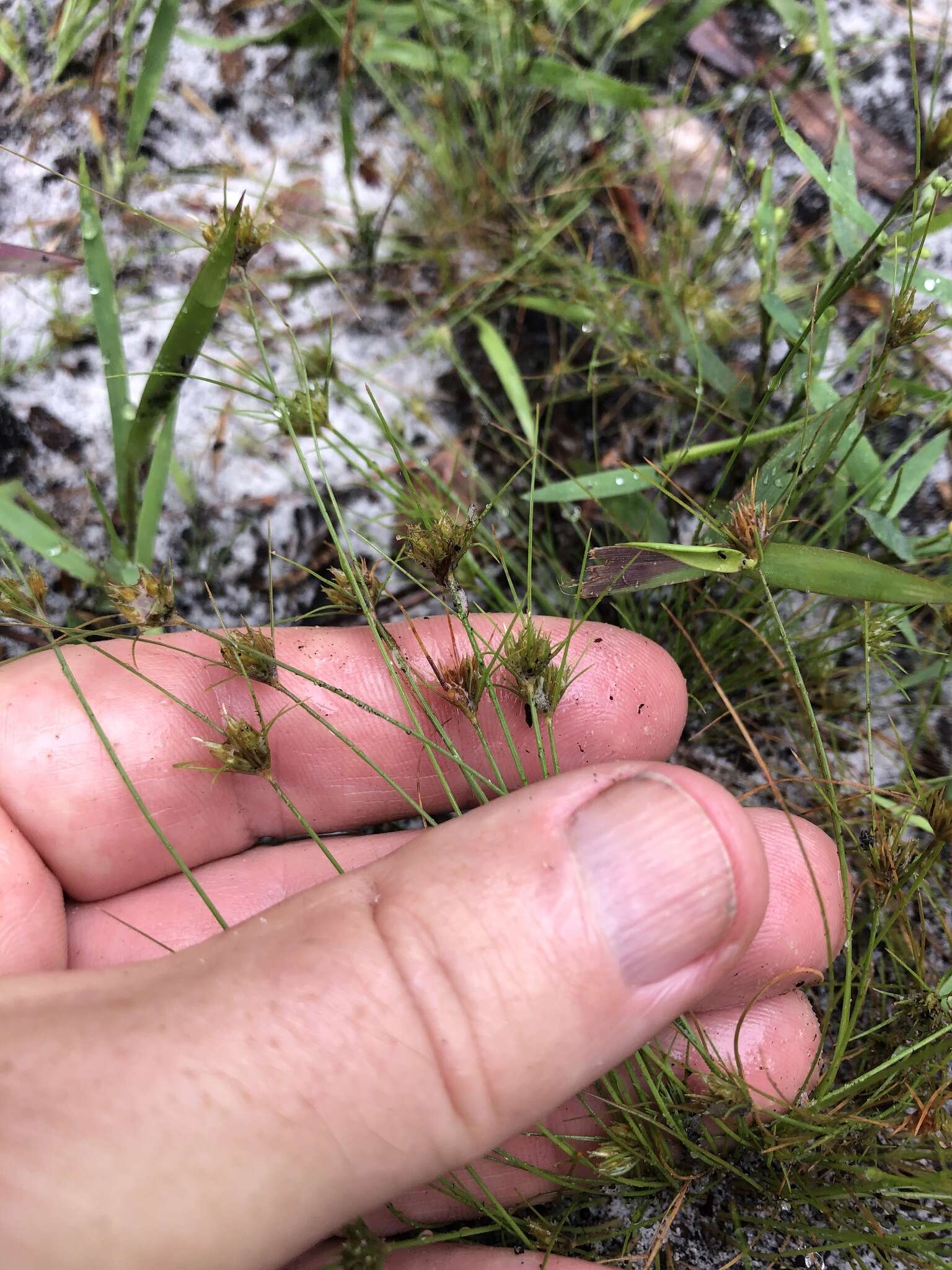 Image of Sandy-Field Hair Sedge