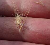 صورة Festuca subuliflora Scribn.