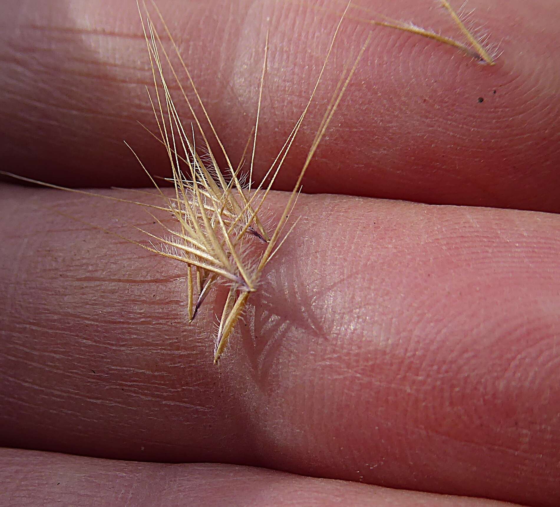 صورة Festuca subuliflora Scribn.