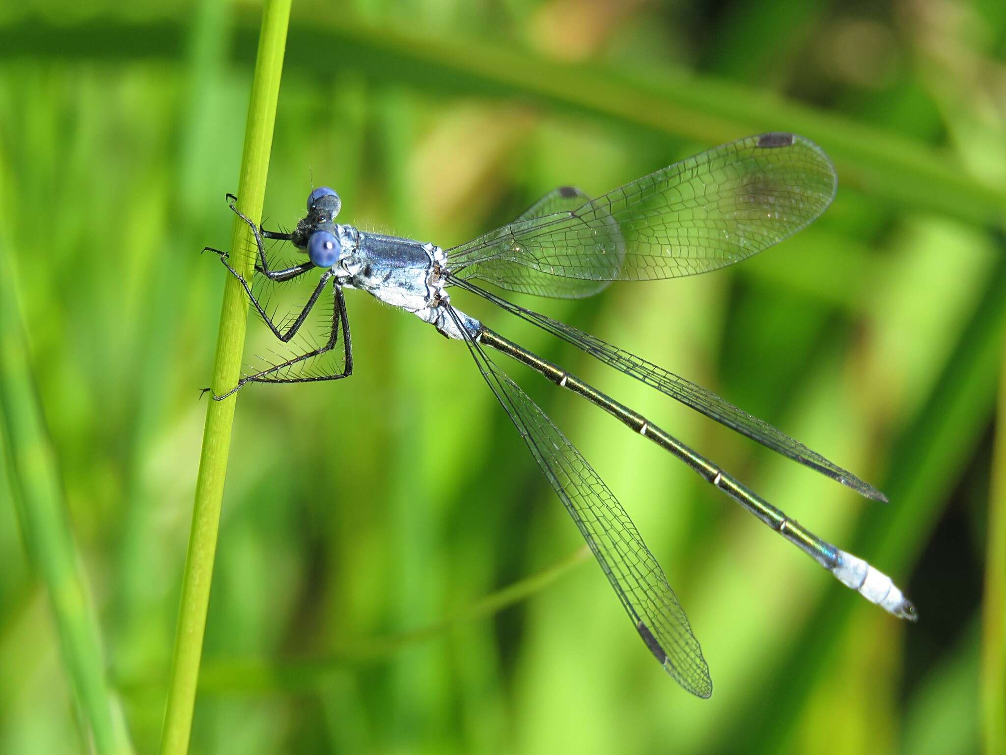 Image of Dark Spreadwing