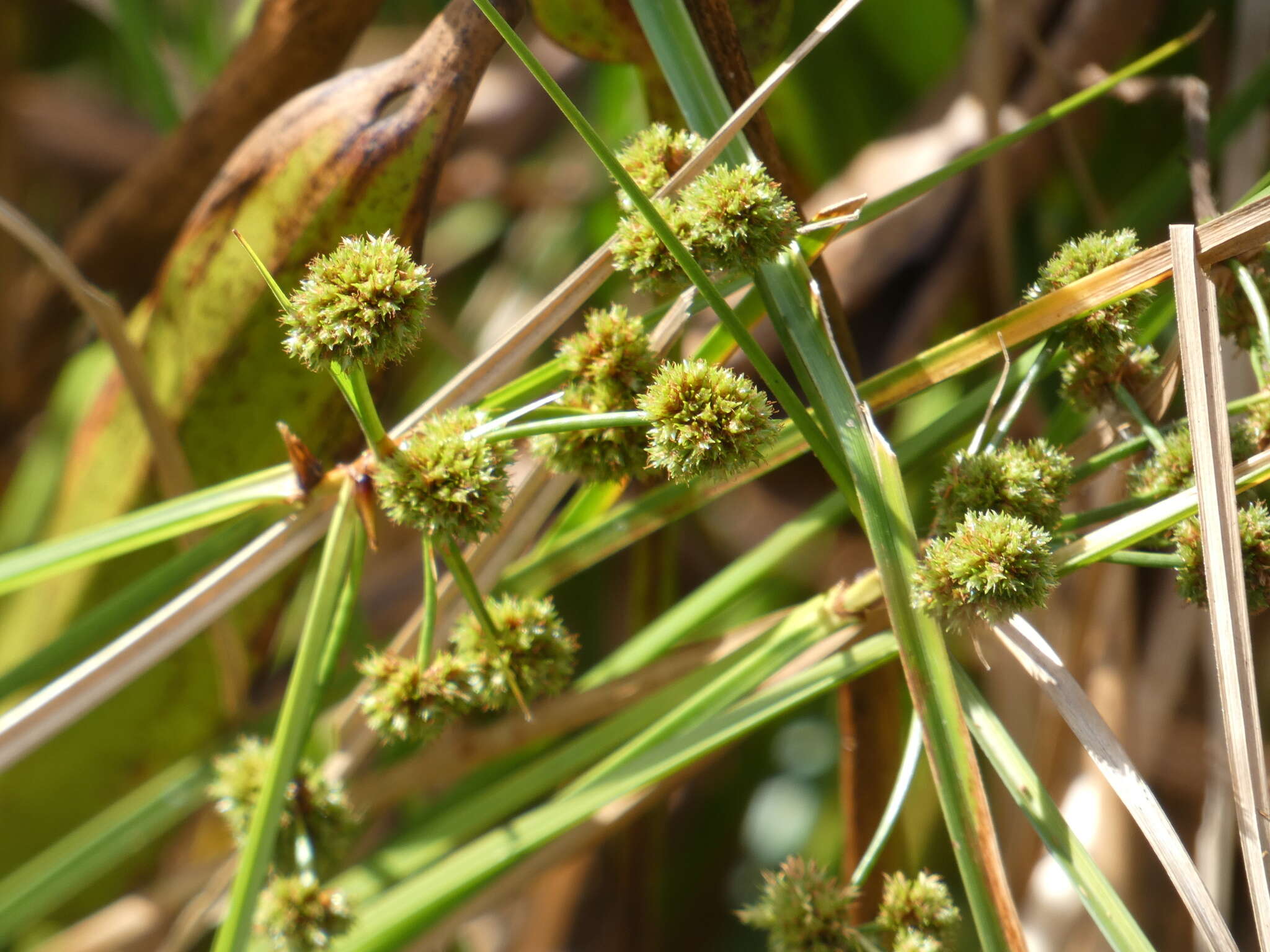 Plancia ëd Cyperus blepharoleptos Steud.