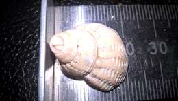 Image of Common whelk