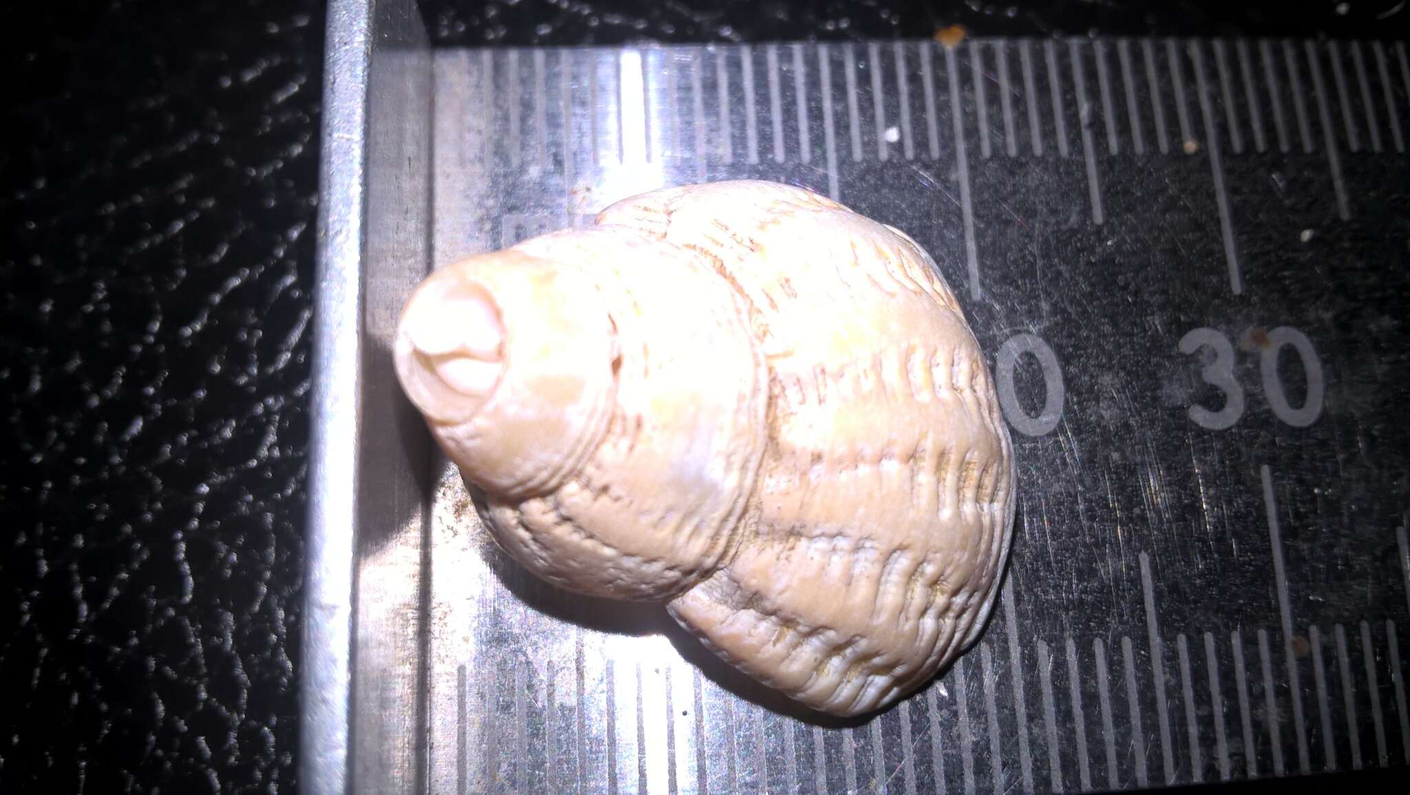 Image of Common whelk