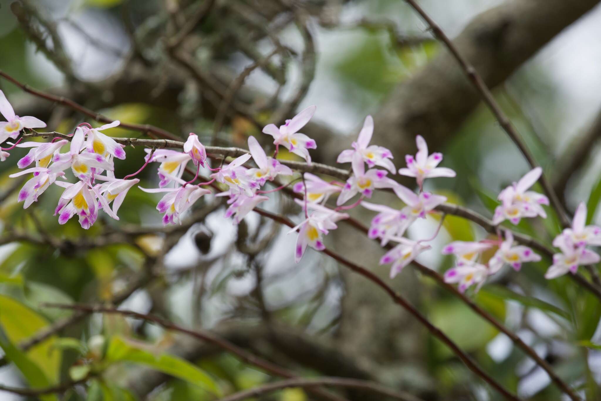 Imagem de Dendrobium amoenum Wall. ex Lindl.