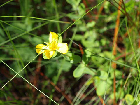 Imagem de Hypericum crux-andreae (L.) Crantz