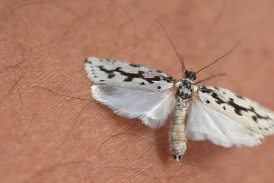 Image de Ethmia candidella Alphéraky 1908