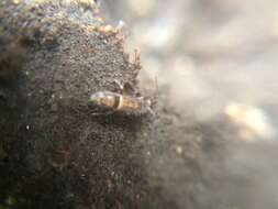 Image of hairy-back girdled springtail