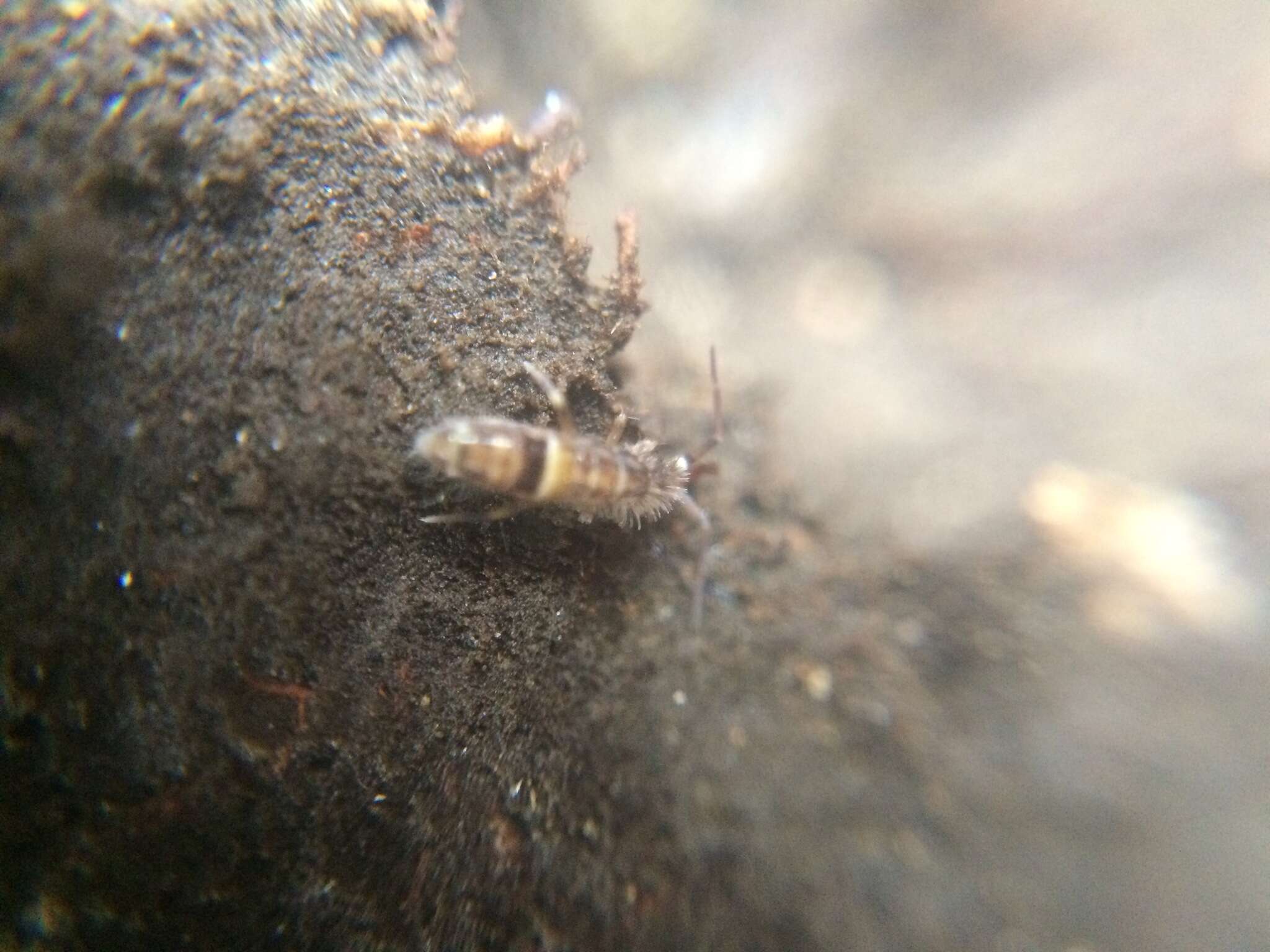 Image of hairy-back girdled springtail