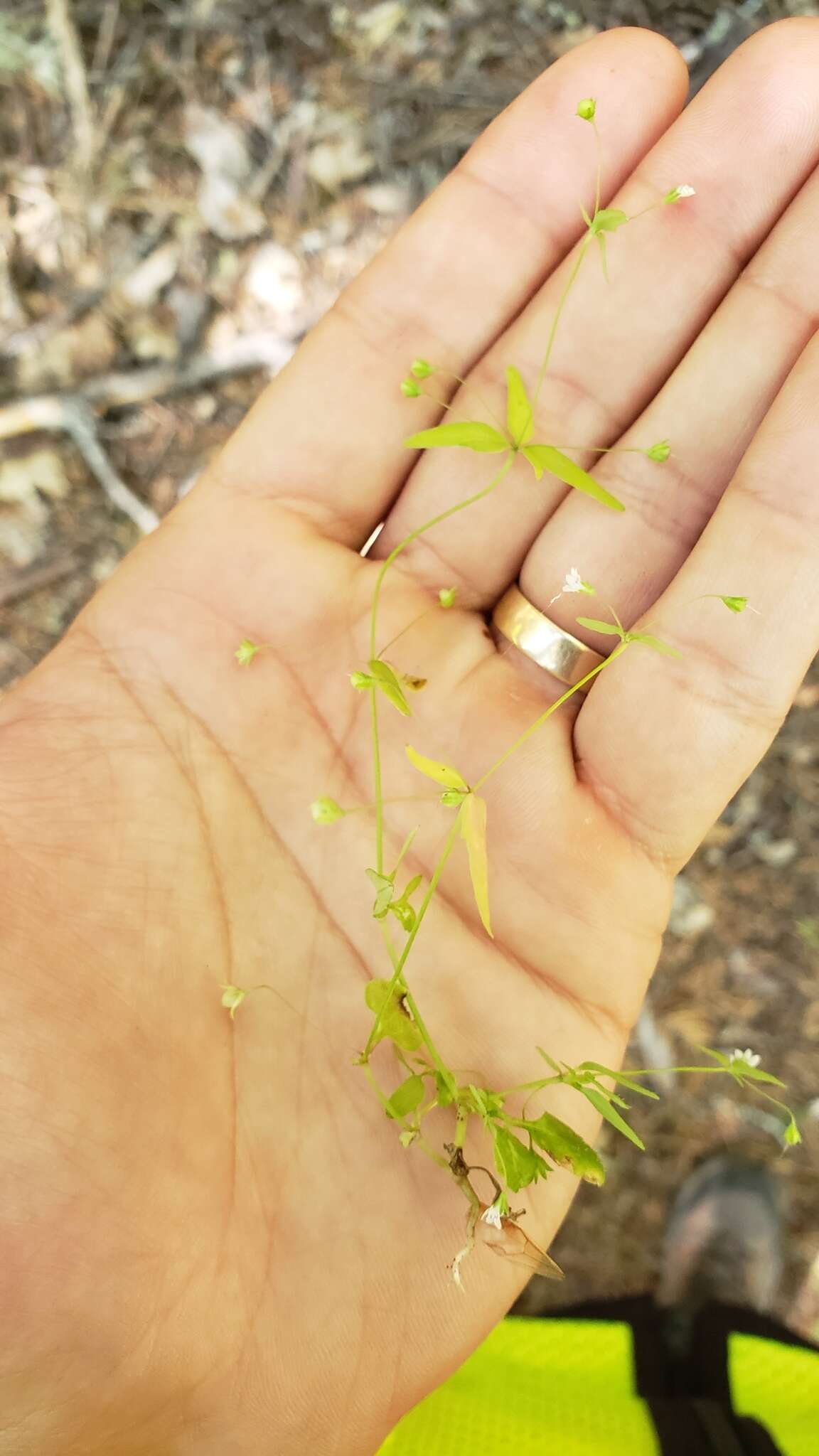 Image of Small-flower Tonella