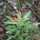 Image of Impatiens humblotiana Baill.