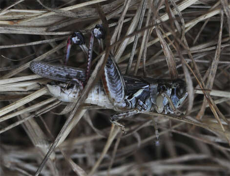 Слика од Melanoplus sanguinipes (Fabricius 1798)