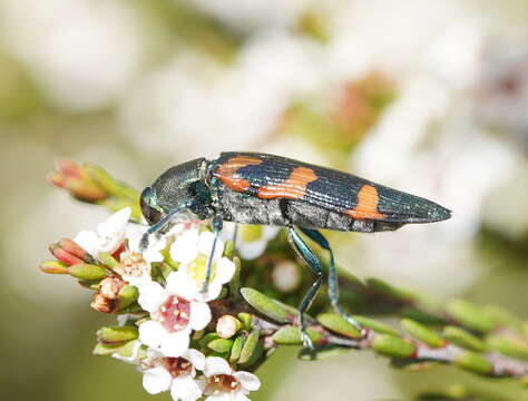 Image of Castiarina helmsi (Carter 1906)