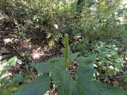 Image of Acalypha mollis Kunth