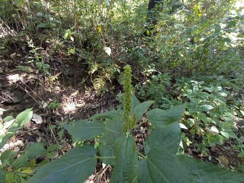 Image de Acalypha mollis Kunth