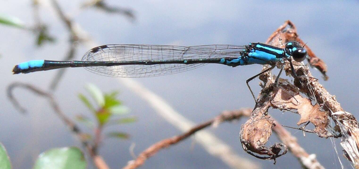 Image of Skimming Bluet