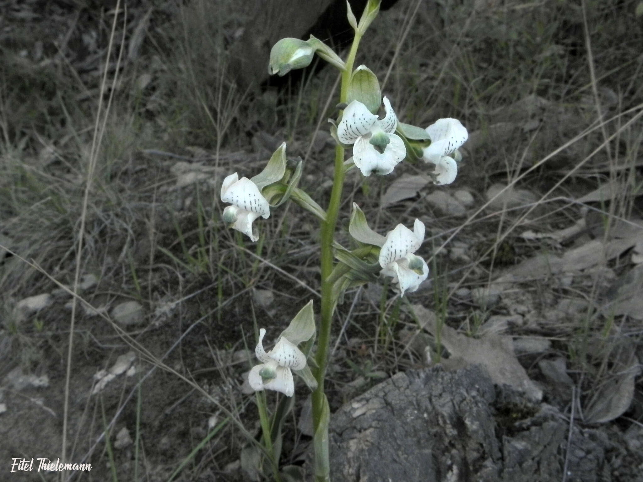 Image of Chloraea galeata Lindl.