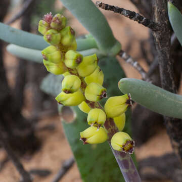 Imagem de Lachenalia karoopoortensis G. D. Duncan