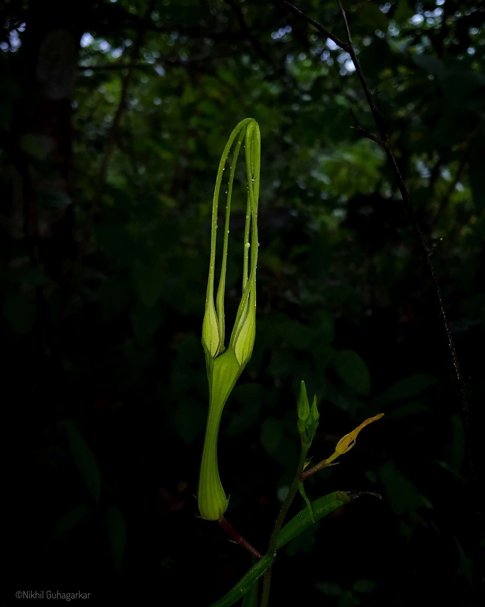 Image de Ceropegia attenuata Hook.