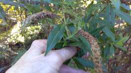 Image of <i>Veronica <i>stricta</i></i> var. stricta