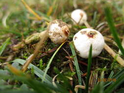 Image of Tulostoma brumale Pers. 1794