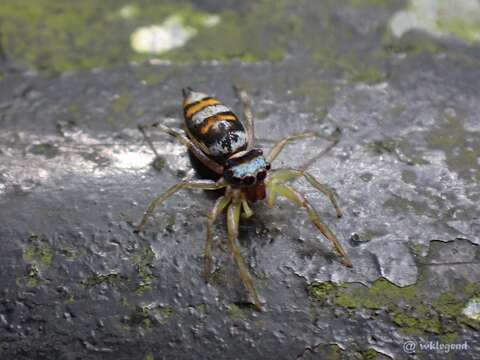 Image of Chrysilla acerosa Wang & Zhang 2012