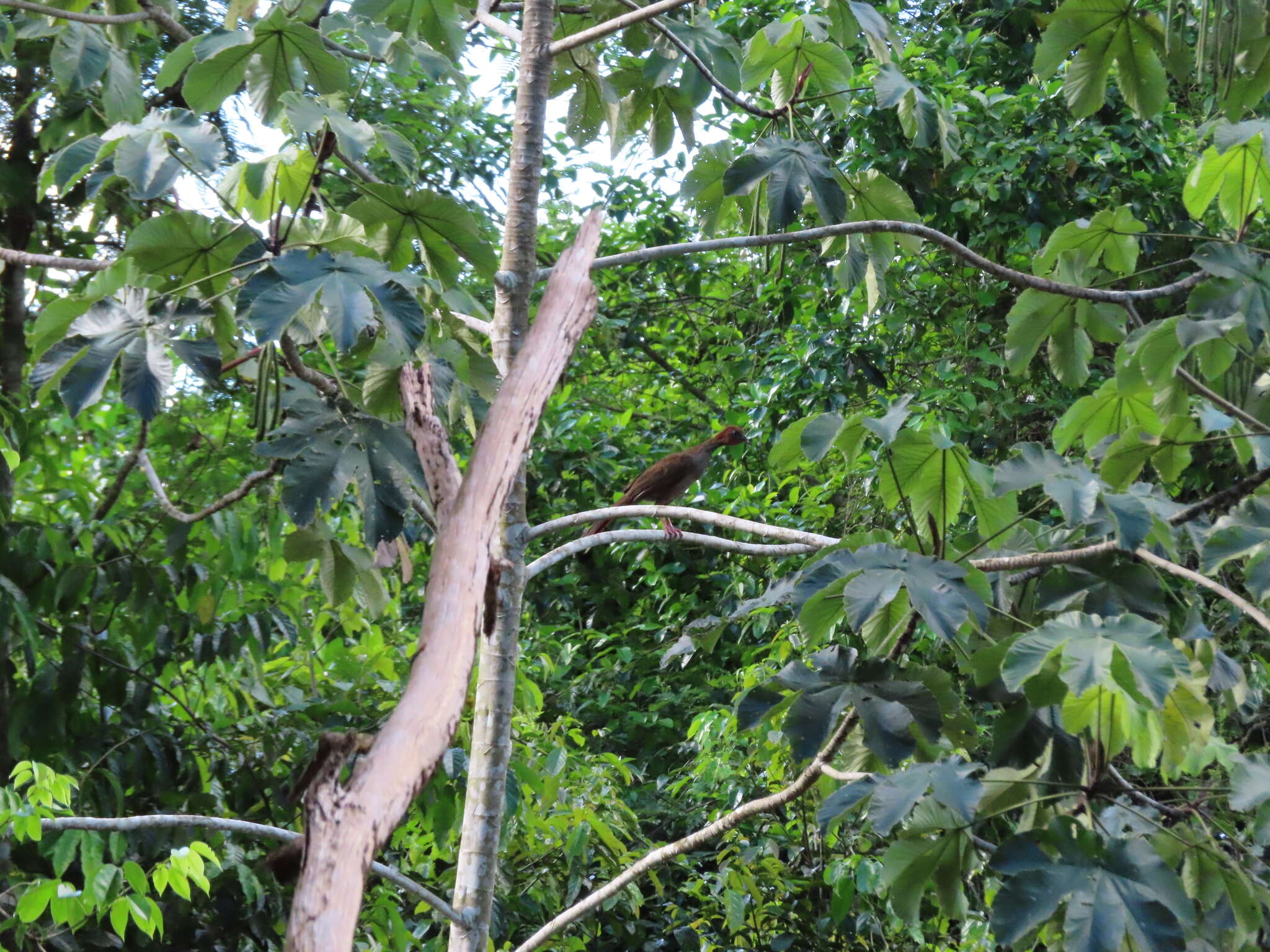 Ortalis motmot (Linnaeus 1766) resmi