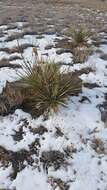 Image of soapweed yucca