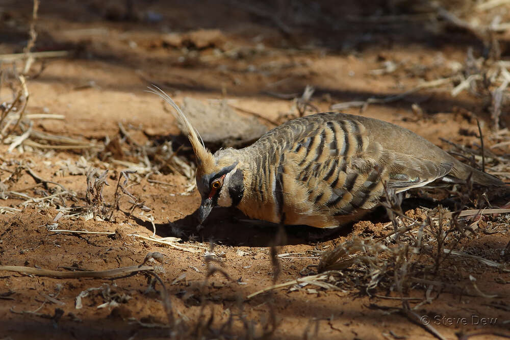 صورة Geophaps plumifera Gould 1842