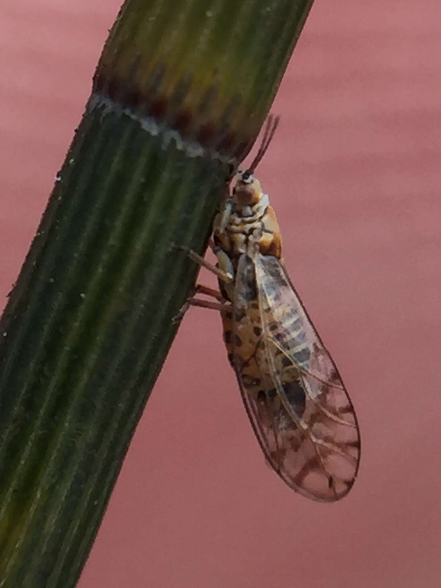 Image de Casuarinicola australis Taylor 2010