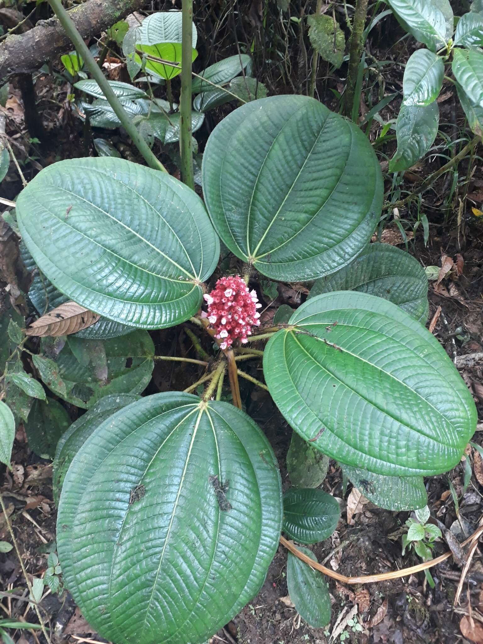 Tococa platyphylla Benth.的圖片