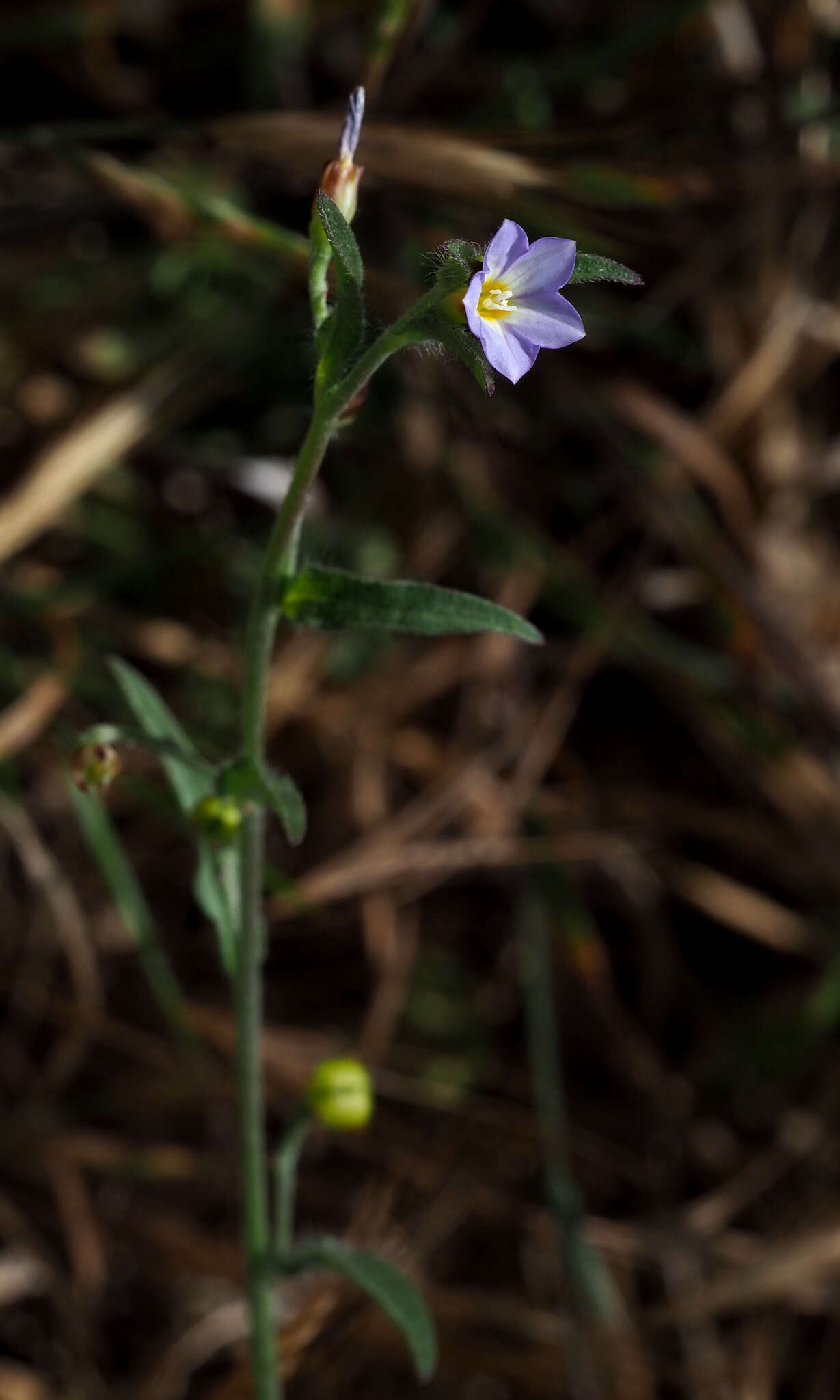 Image of Convolvulus pentapetaloides L.