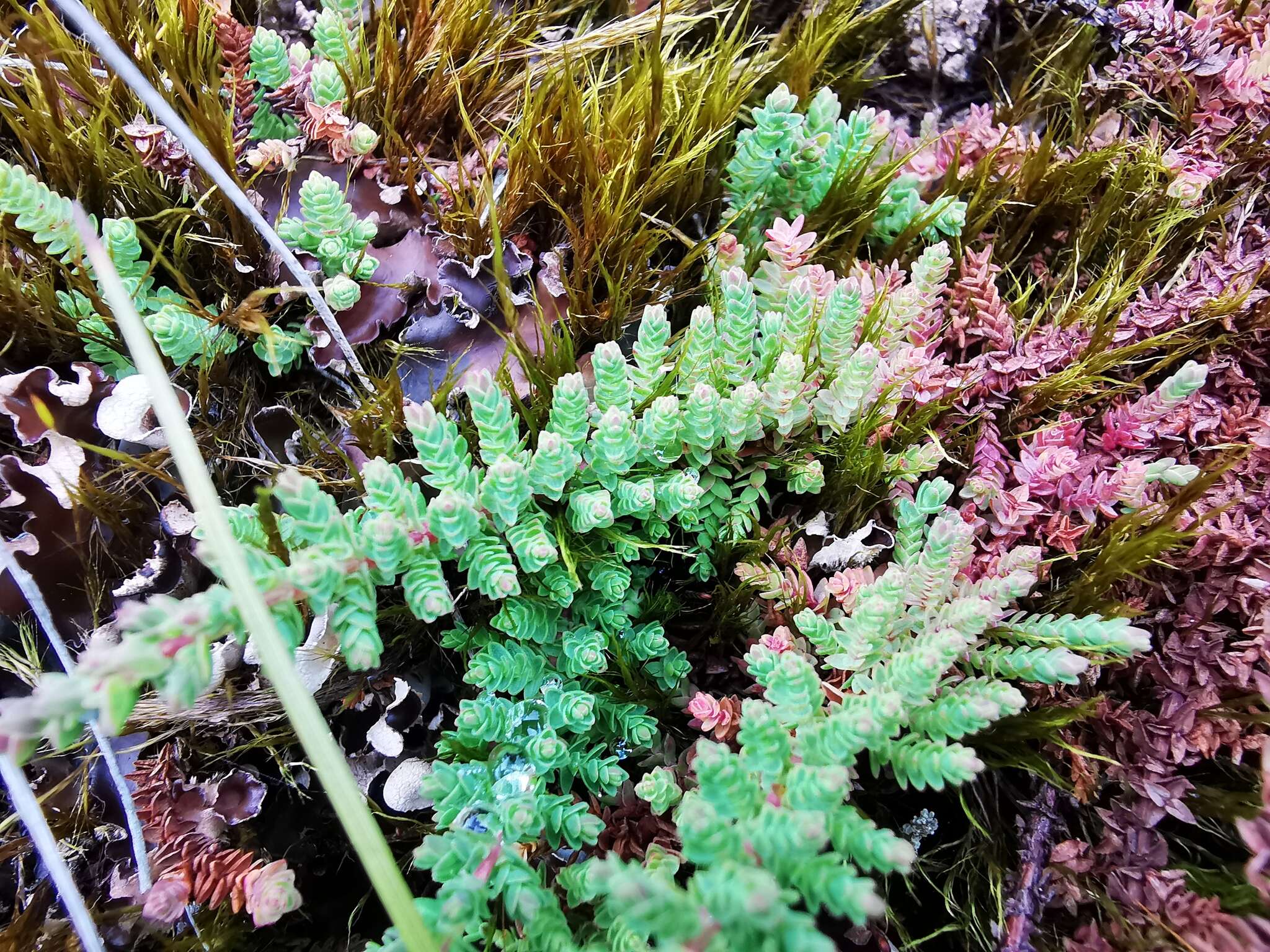 Слика од Hypericum goyanesii Cuatrec.