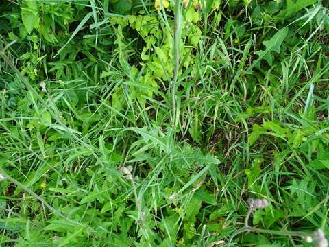 Plancia ëd Sonchus arvensis subsp. arvensis