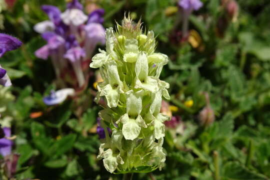 Image de Sideritis hyssopifolia L.