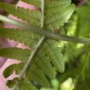 Dryopteris aitoniana Pic. Serm.的圖片