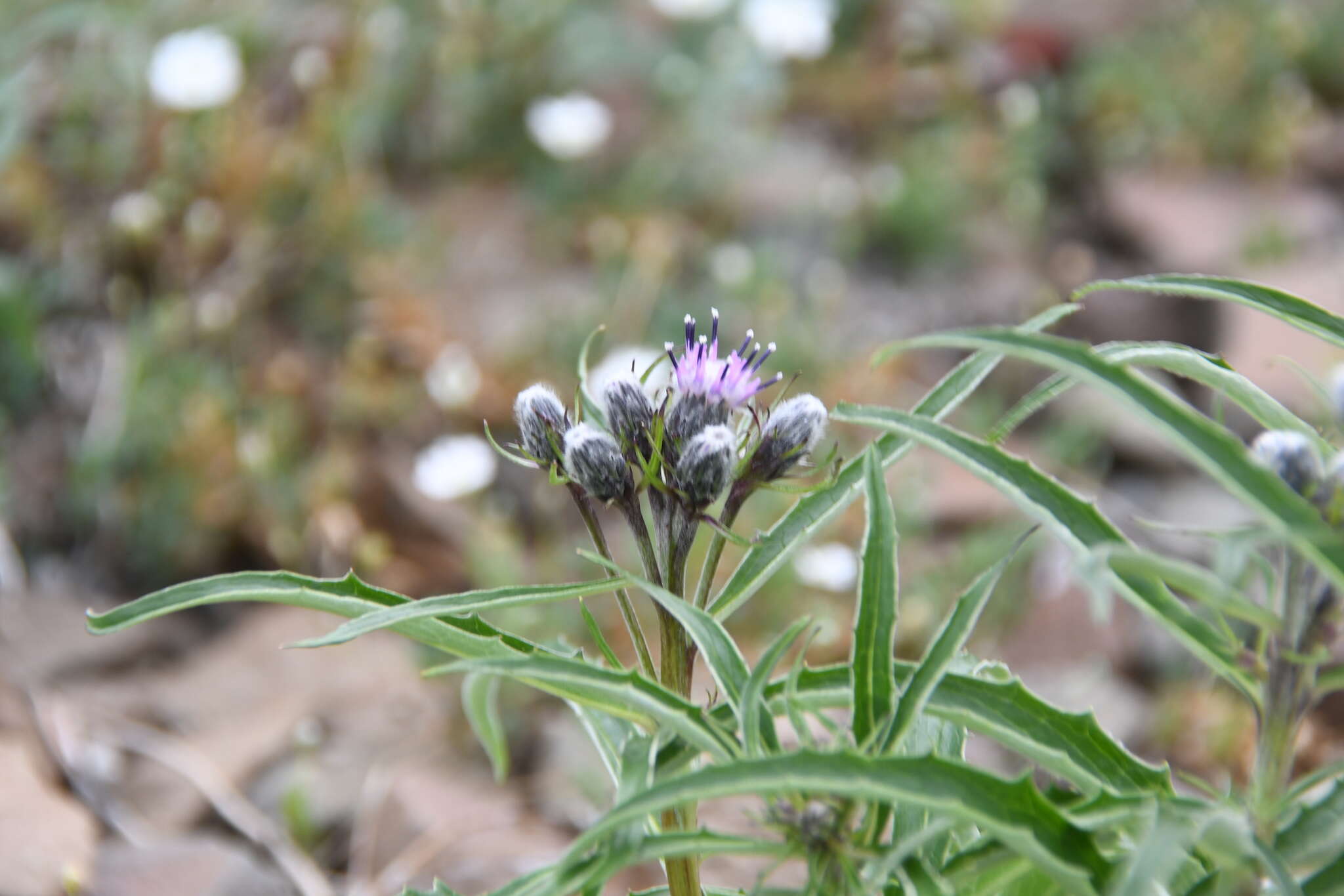 Image of Saussurea amurensis Turcz. ex DC.