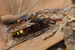 Слика од Nomada leucophthalma (Kirby 1802)