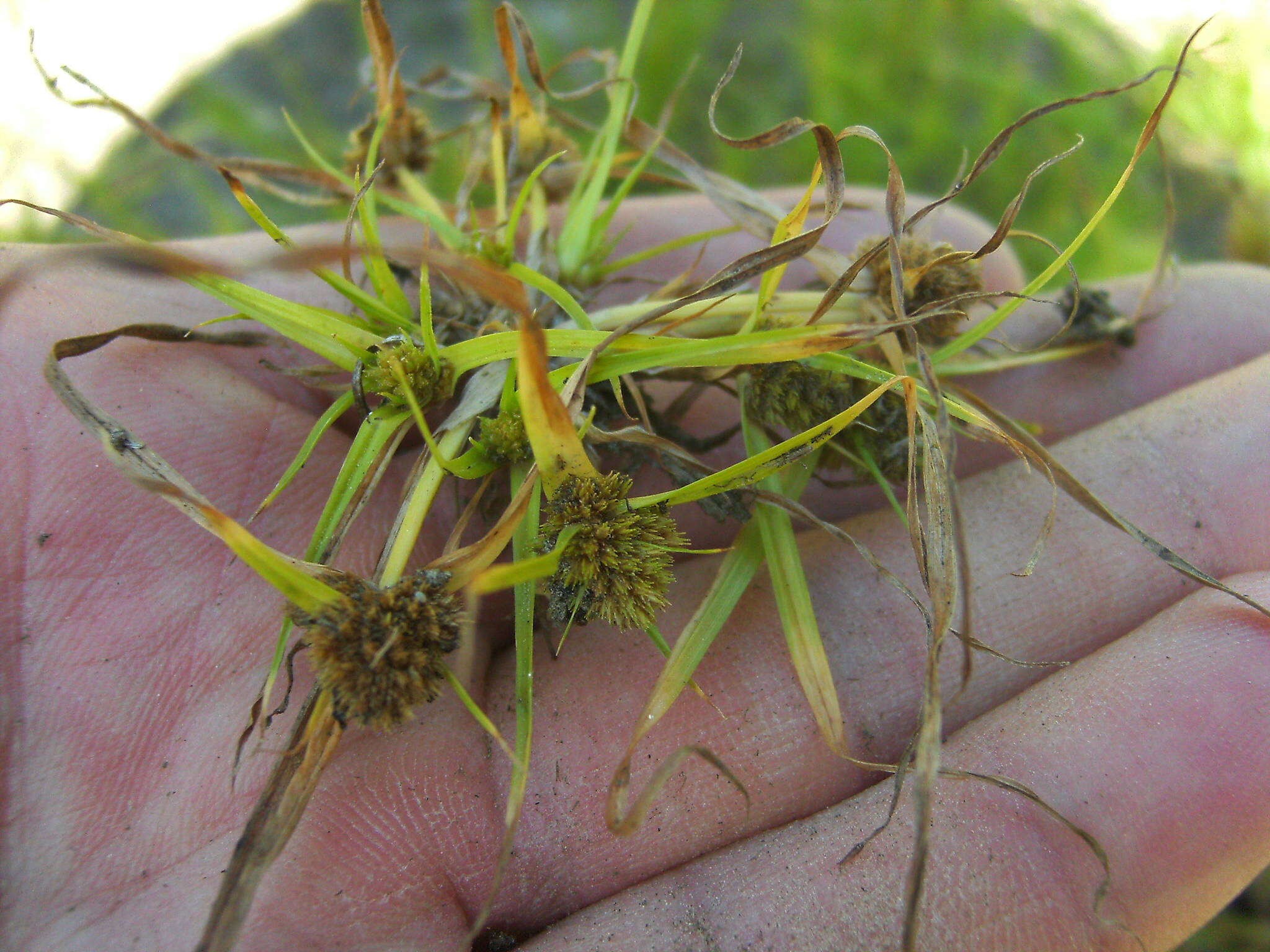 Image of Cyperus michelianus (L.) Delile