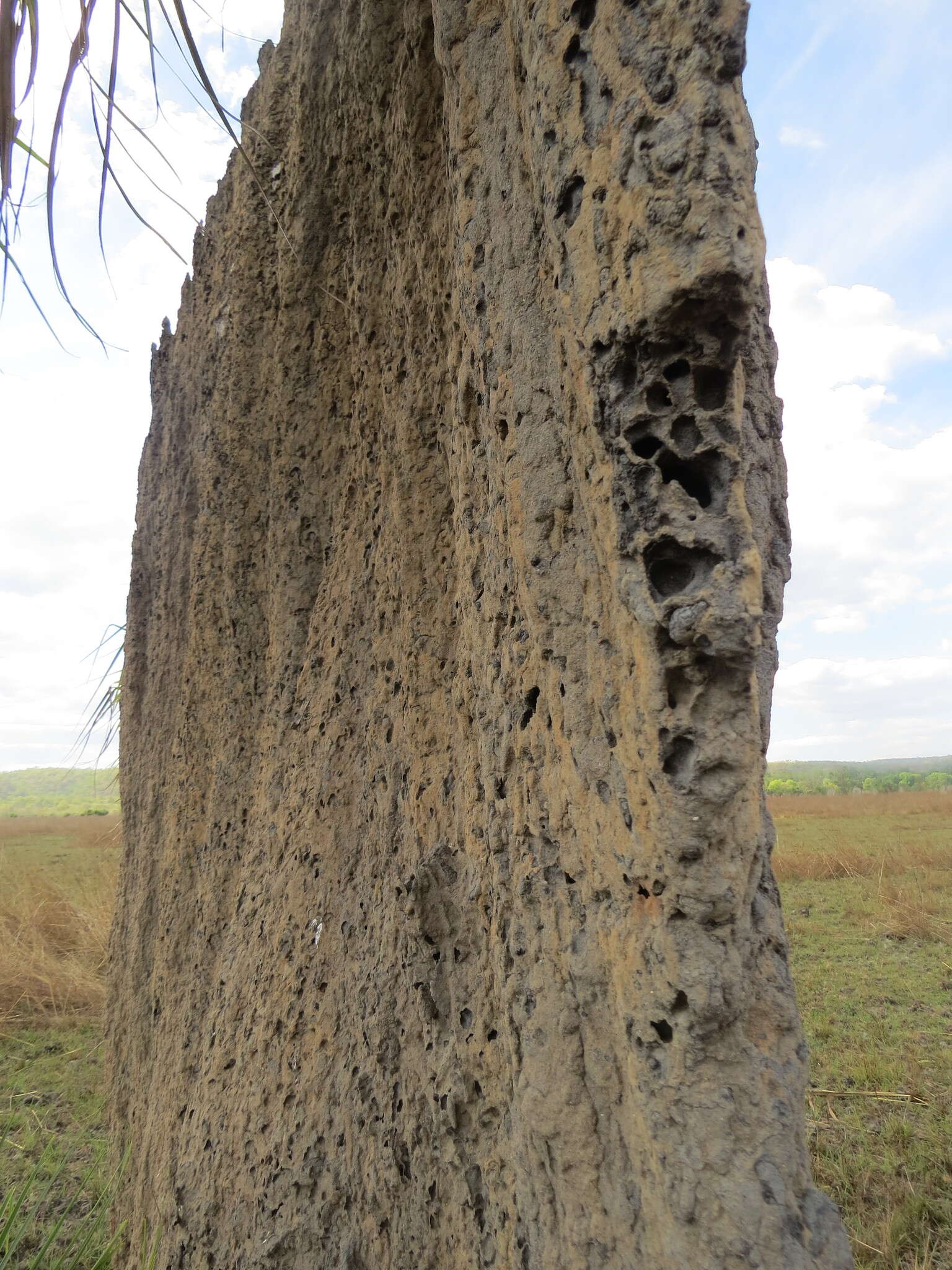 Image of Magnetic termite