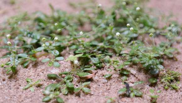 Image of Pharnaceum serpyllifolium L. fil.