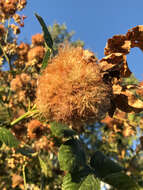 Image of Mossy Rose Gall Wasp