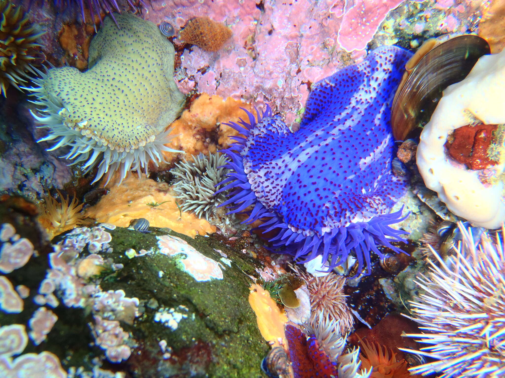 Image of Knobbly anemone