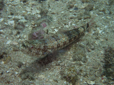 Image of Lighthouse lizardfish