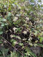 Слика од Clematis peterae var. lishanensis (T. Y. Yang & T. C. Huang) W. T. Wang